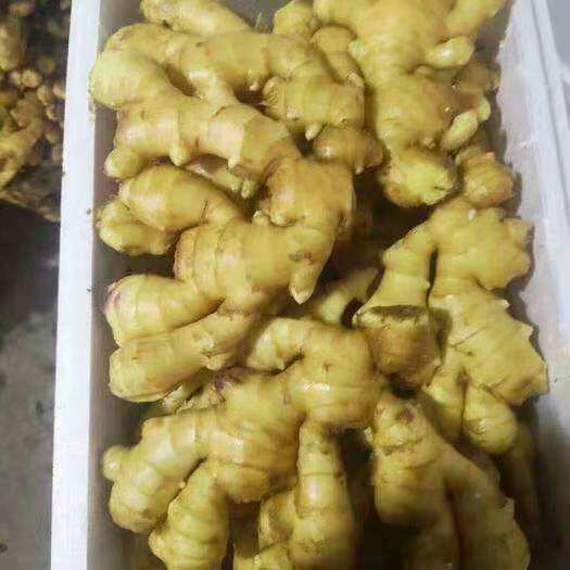  【大黄姜产地批发】品种保证、欢迎全国新老客户前来考察选购