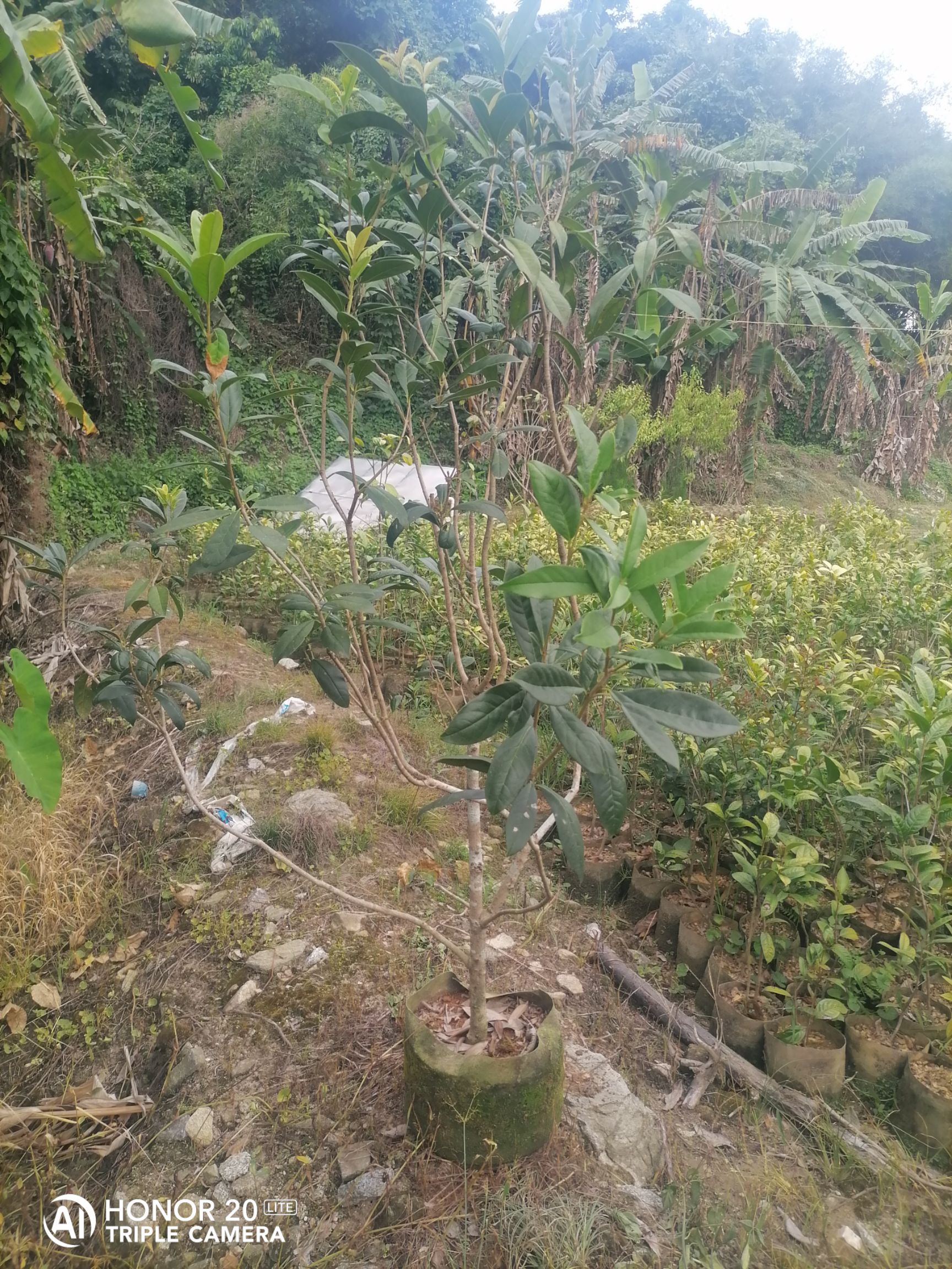  低价供应桂花，日香桂，早红，速生金桂