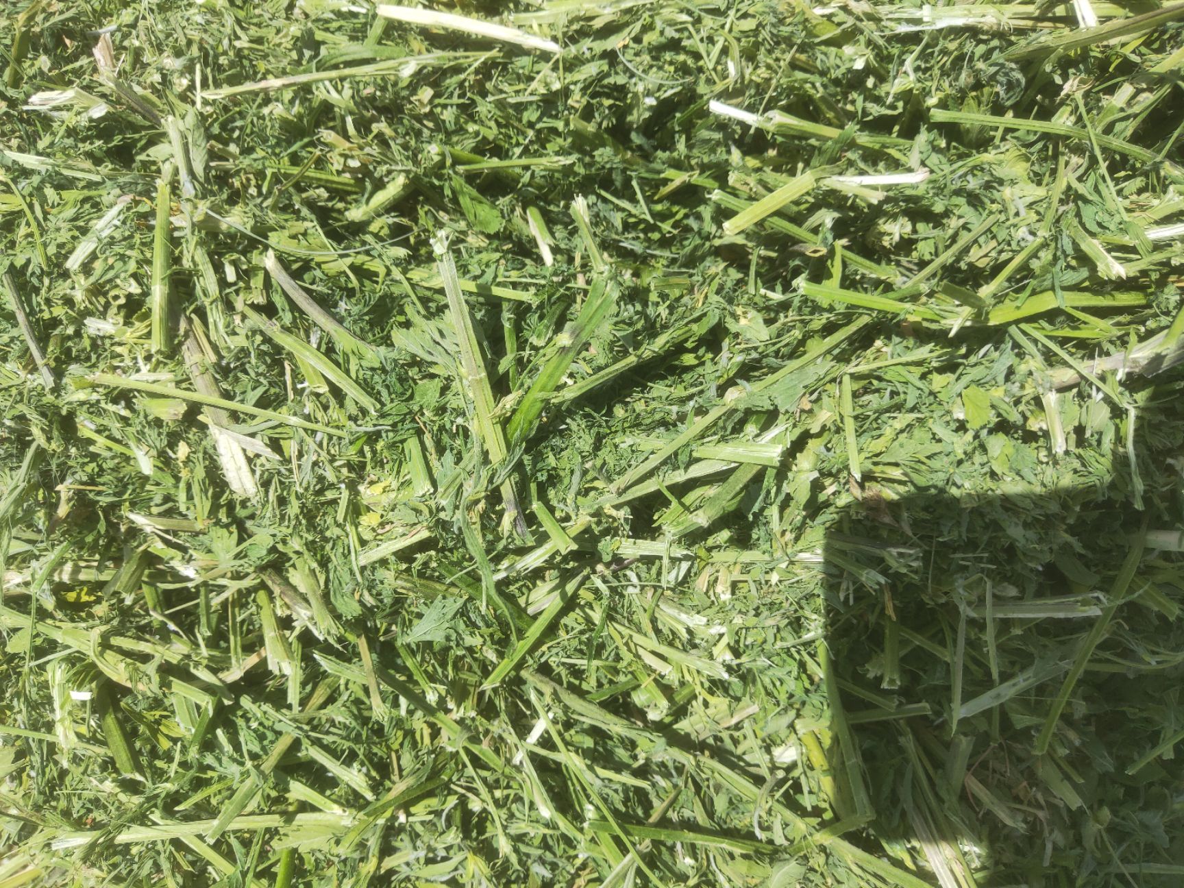 苜蓿草  甘肃永昌