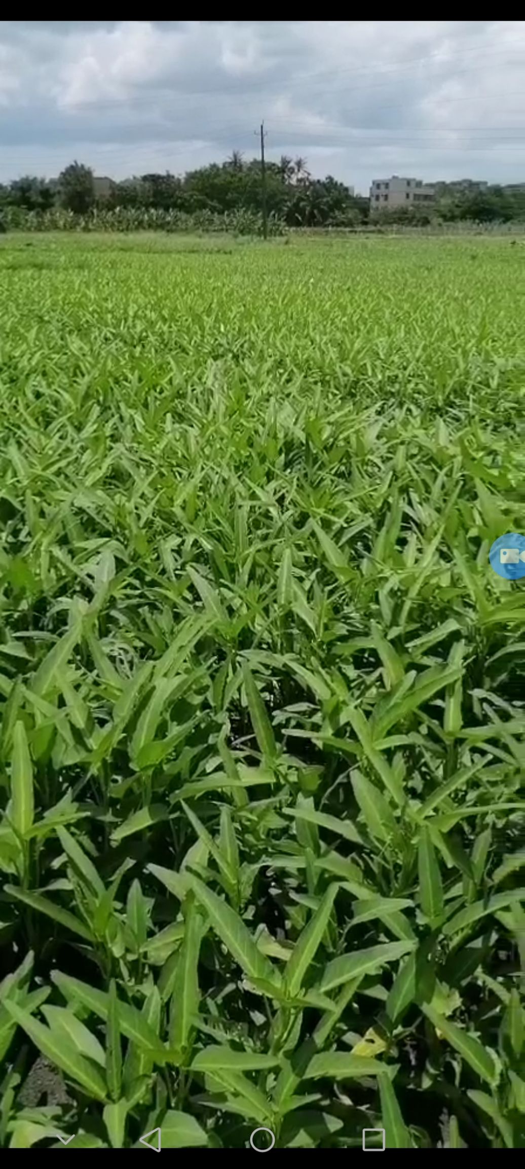 空心菜