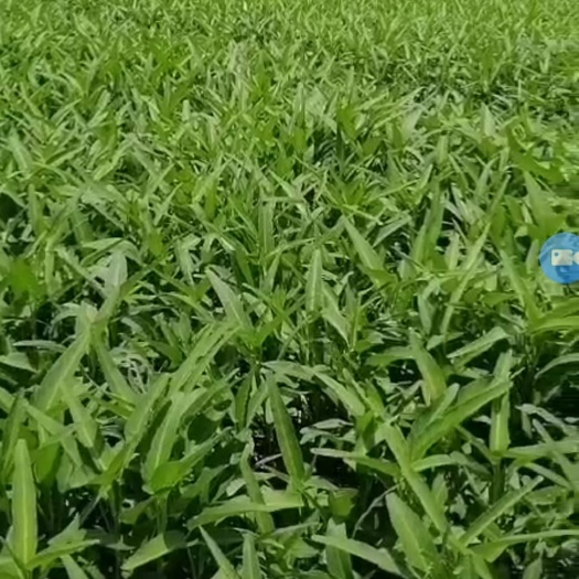 空心菜