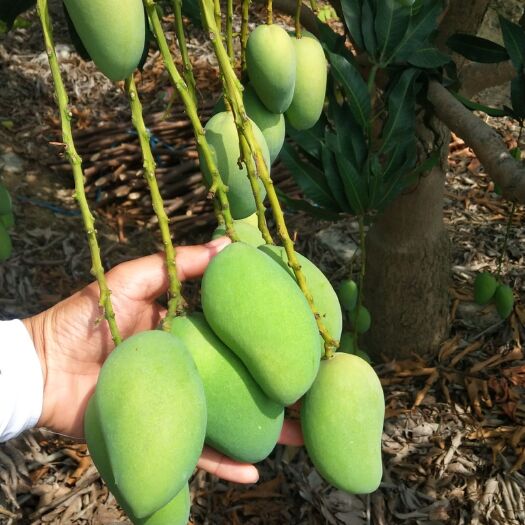 田东县台农芒  广西台农