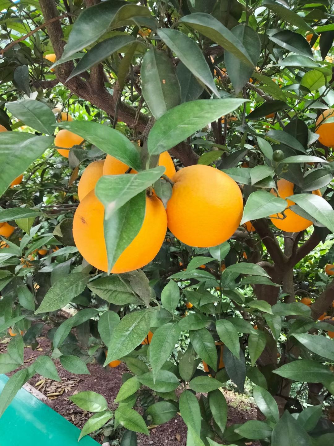 夏橙  一件代发  产地直供  市场代收