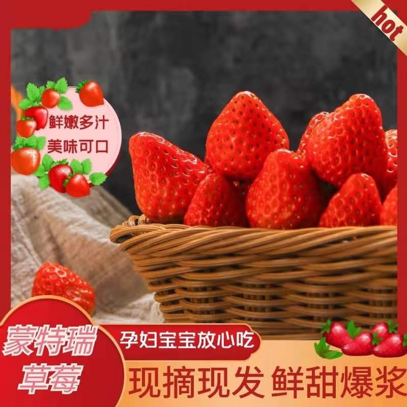 蒙特瑞草莓  云南省会泽县，金鑫草莓种植基地，草莓发往全国各