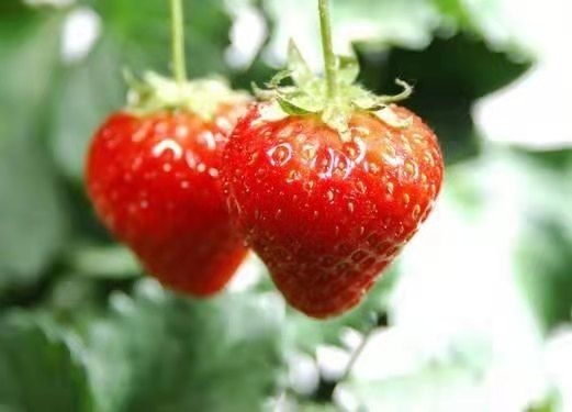 云南金鑫草莓种植基地,夏季草莓已大量上市,发往全国各地包邮的