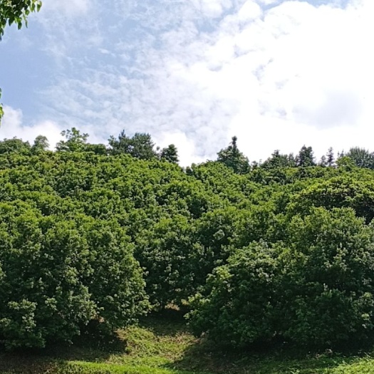浏阳市杨梅树，荸荠种良种大杨梅
