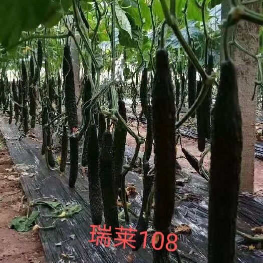 寿光市黄瓜种子  高产 抗病能力强 长势旺盛 耐低温 强雌油亮