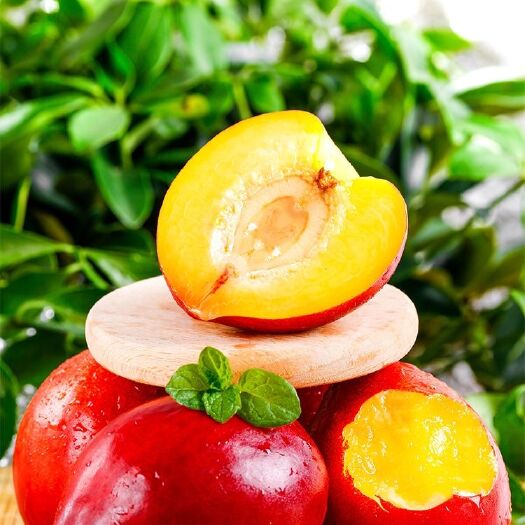 攀枝花攀枝花红油桃当季鲜品脆爽多汁非水蜜桃新鲜水果