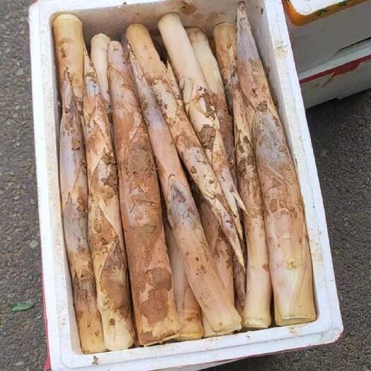 诸暨市鞭笋 当天采挖，当天发货，品质保证