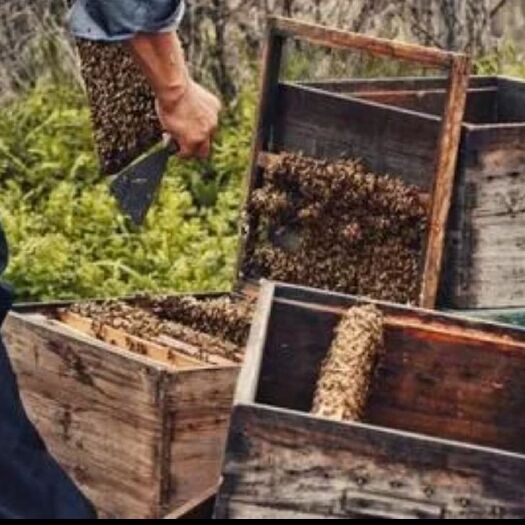 淳安县 我自己家养的蜜蜂和家蜜蜂