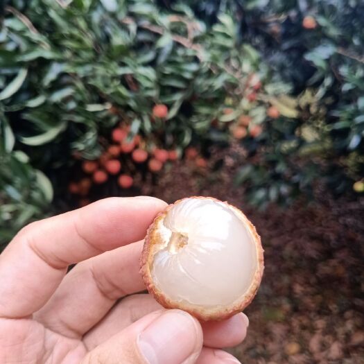 灵山县桂味荔枝 广西灵山妃子笑荔枝果园现摘现发