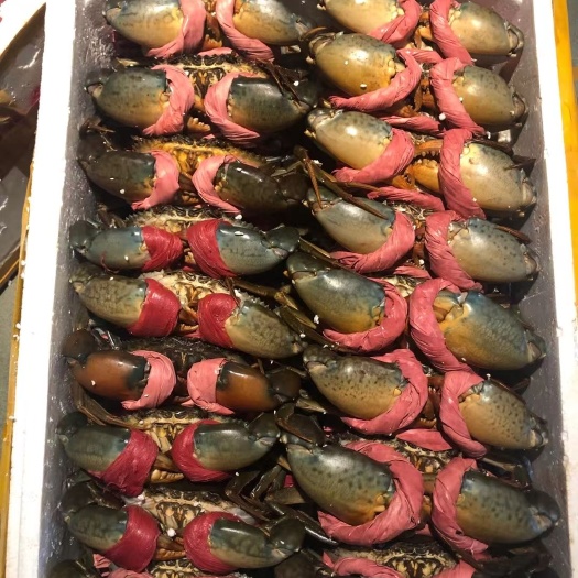 防城港 青蟹肉蟹膏蟹 特大一斤一只