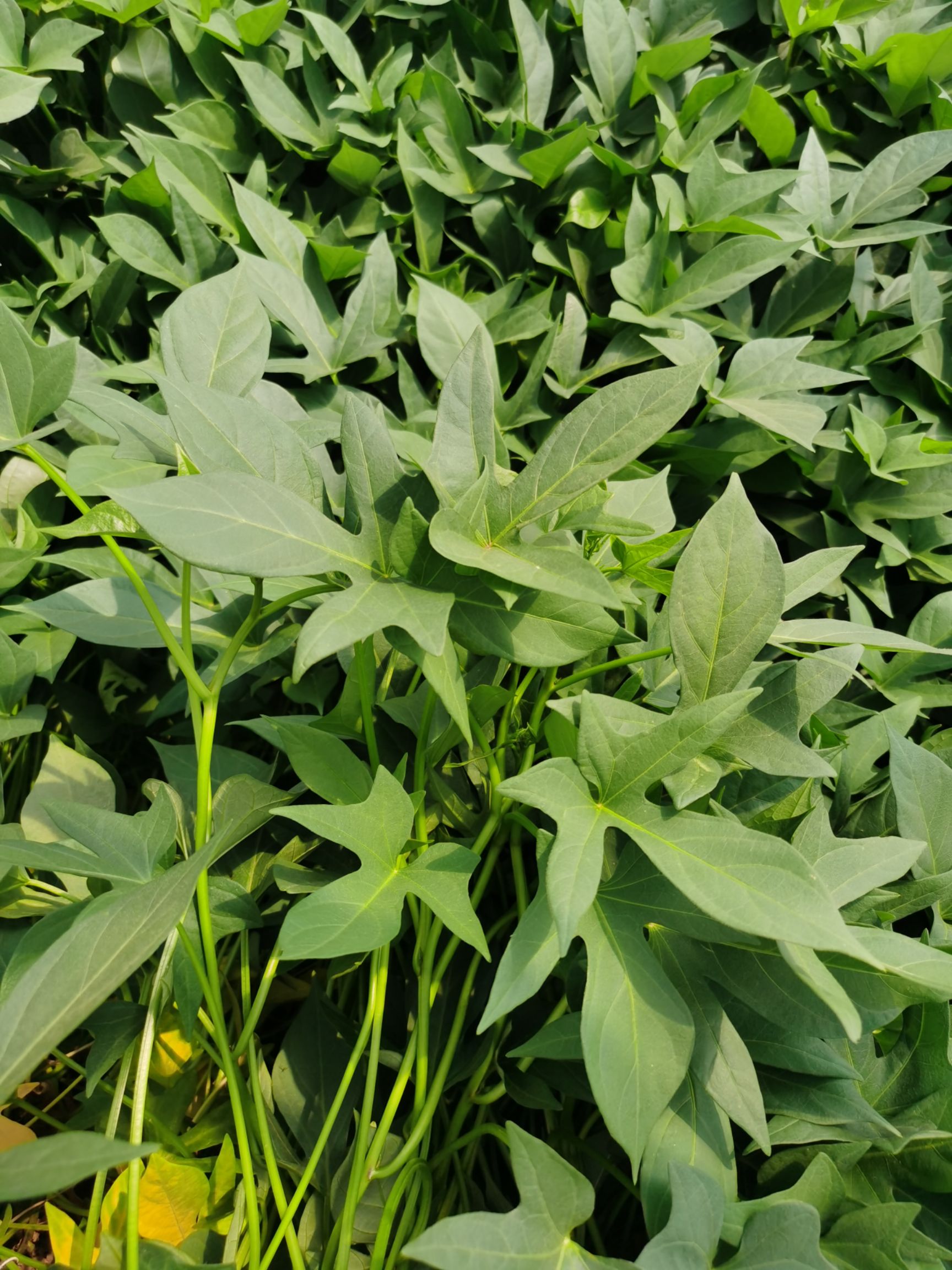 紫薯苗 紫薯大田苗 紫薯种  脱毒紫薯苗 软糯香甜