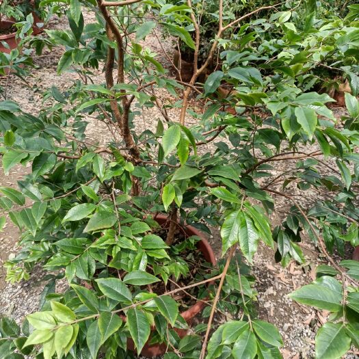 灵山县嘉宝果苗 嫁接苗 裸根苗 
