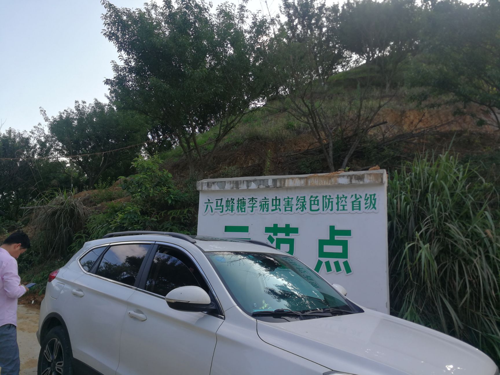 镇宁六马蜂糖李，基地直供，提供一件代发，顺丰包邮