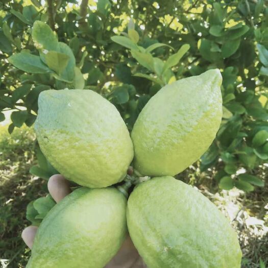 广州香水柠檬 广东省广州市花都区 一级果 无籽 
