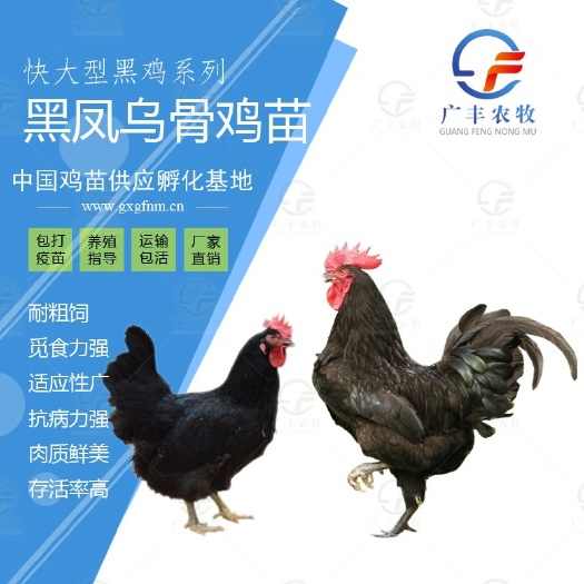南宁黑凤乌骨鸡苗