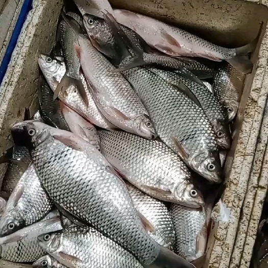 阳江 淡水鲮鱼