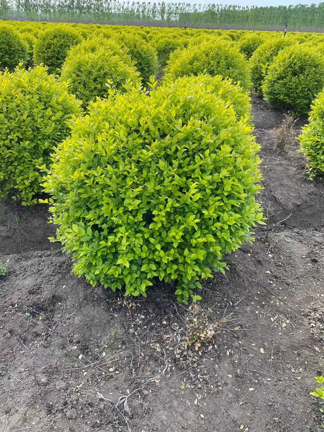 黄杨球，雀舌黄杨，金边黄杨，大叶黄杨球，小叶黄杨....