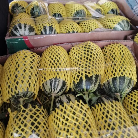 青县博洋甜瓜 甜瓜