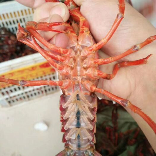 金湖县小龙虾  特大虾尾批发