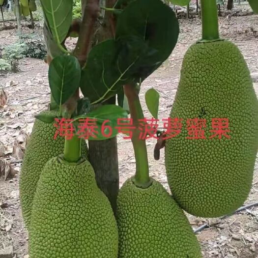 白沙县海泰6号菠萝蜜苗 海泰6号菠萝蜜