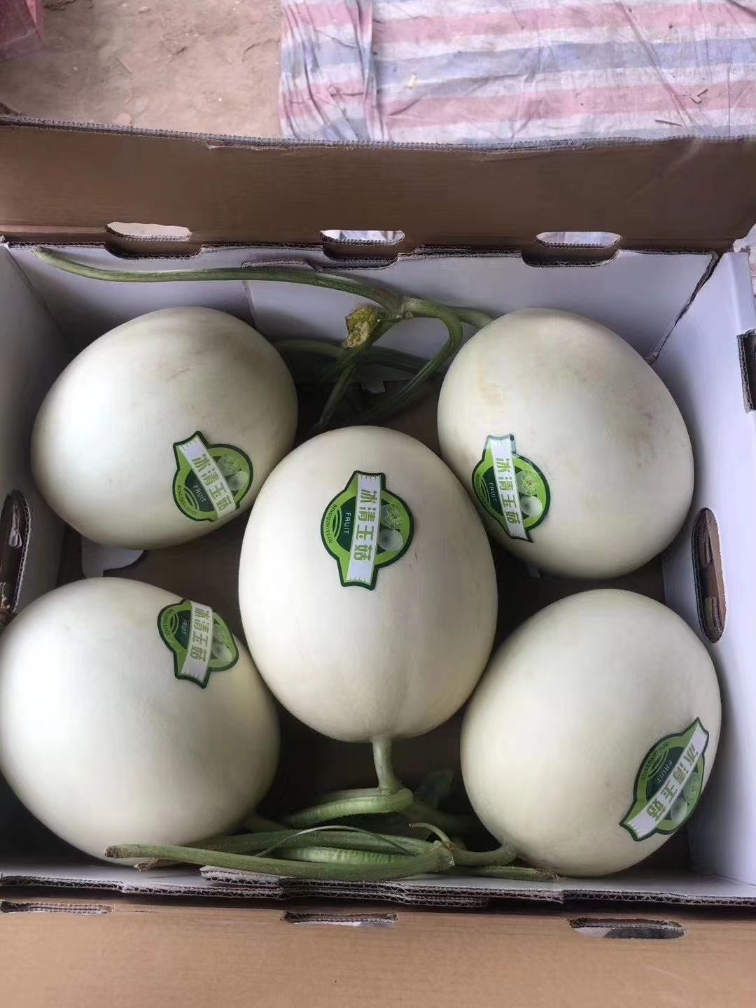 玉菇甜瓜 冰清玉姑，网红冰激凌甜瓜玉姑甜瓜河南安阳滑县万亩甜瓜大量上市