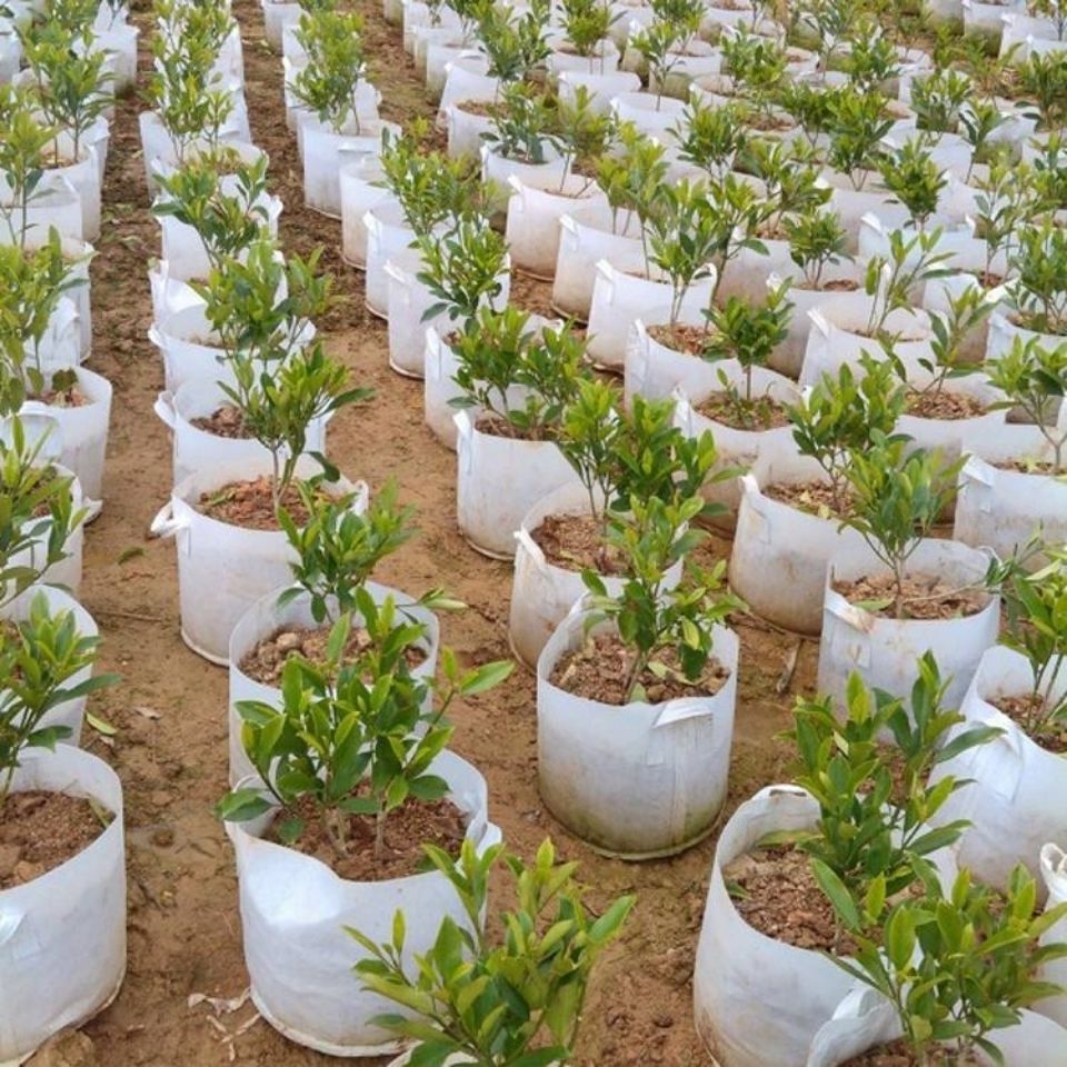 无耳25*20无纺布植树袋（100只）美植袋营养袋，育苗袋，