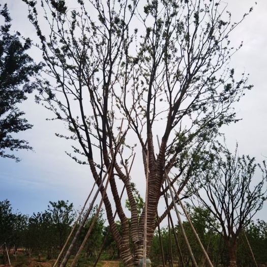 肥西县安徽丛生朴树基地肥西移植丛生朴树基地