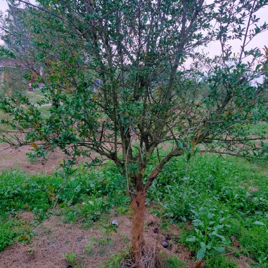 怀远县花石榴苗  怀远玉石子石榴树/花石榴/果石榴