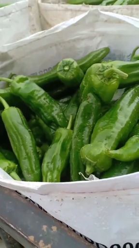 新野县青泡椒菜基地