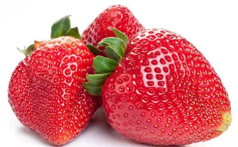 会泽县云南金鑫草莓种植基地，夏季草莓，已少量上市，发往全国各地