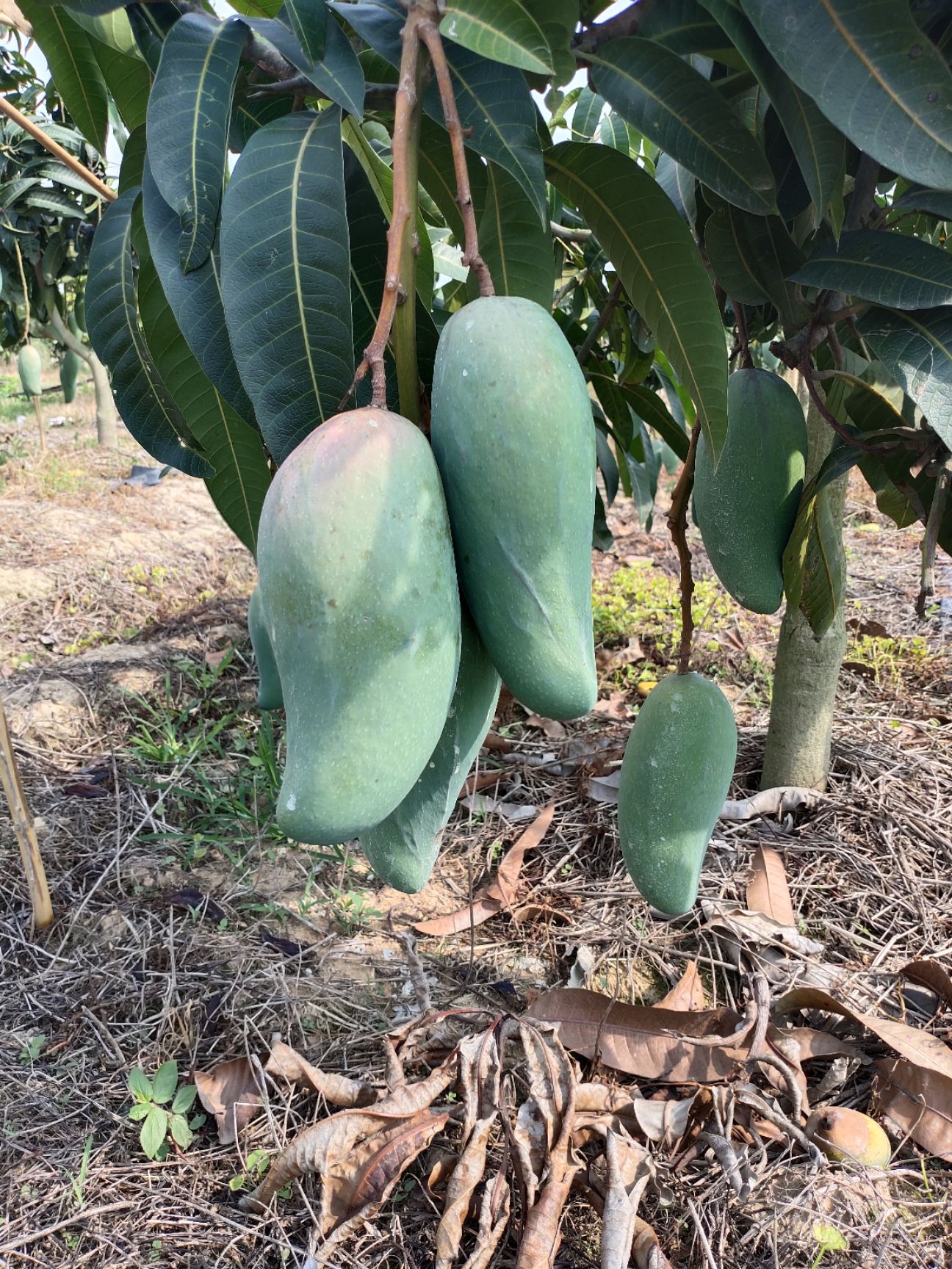 云南大青芒现货上市，基地种植，品质稳定，支持一件代发