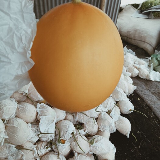 饶阳县久红瑞甜瓜 久红瑞