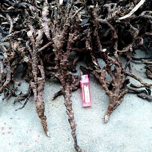三明天然石菖蒲