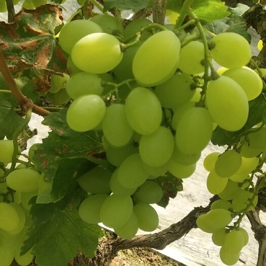 饶阳县维多利亚葡萄  维多利亚棚边 大量上市 熟度高