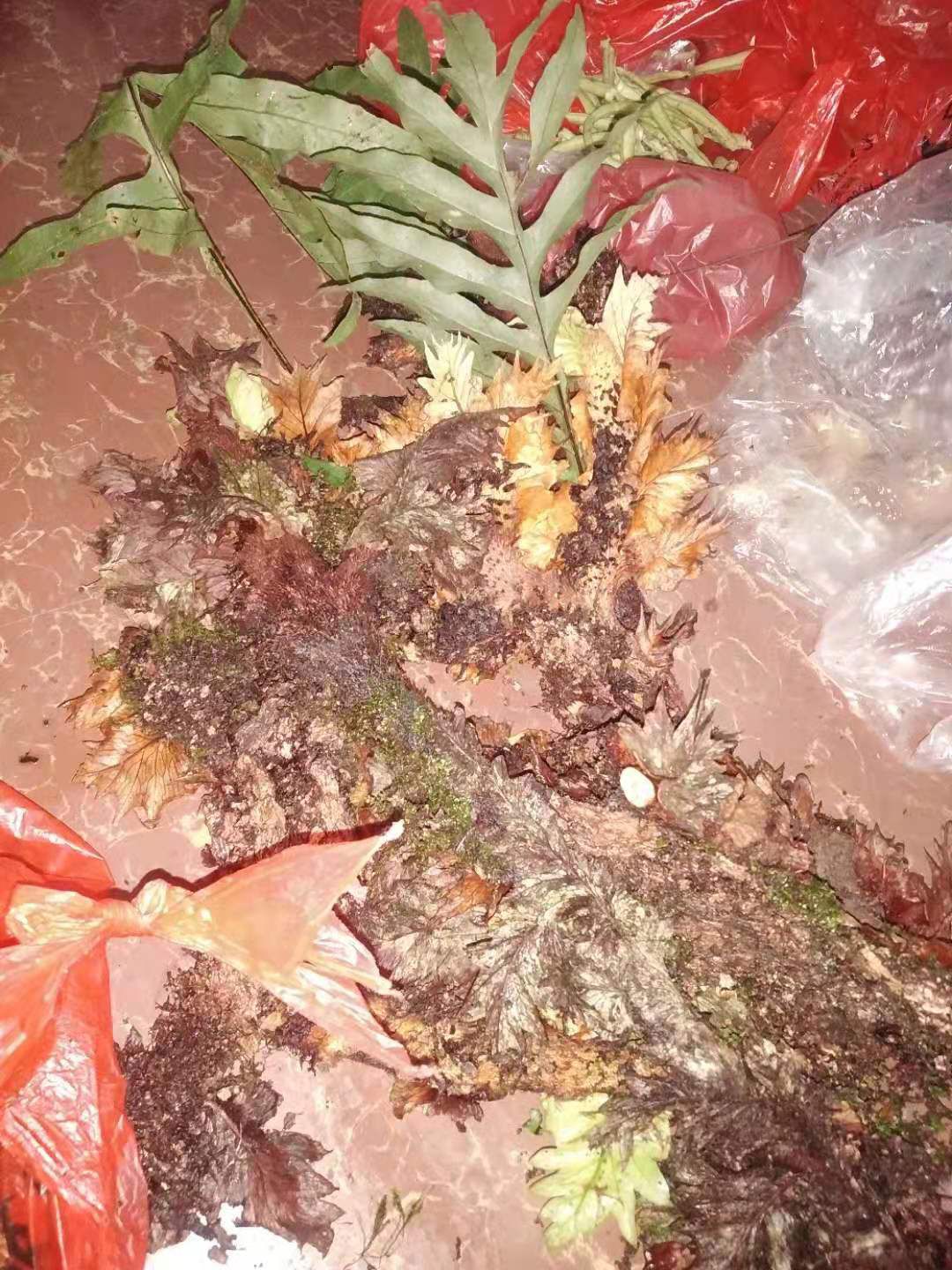 骨碎补  碎骨补