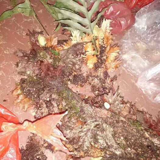 英德市骨碎补  碎骨补