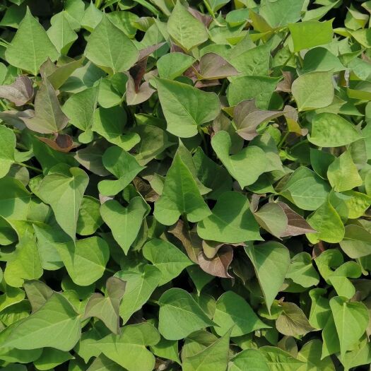 易县西瓜红红薯苗 蜜薯苗 六鳌蜜薯苗 普薯32红薯苗 基地直供