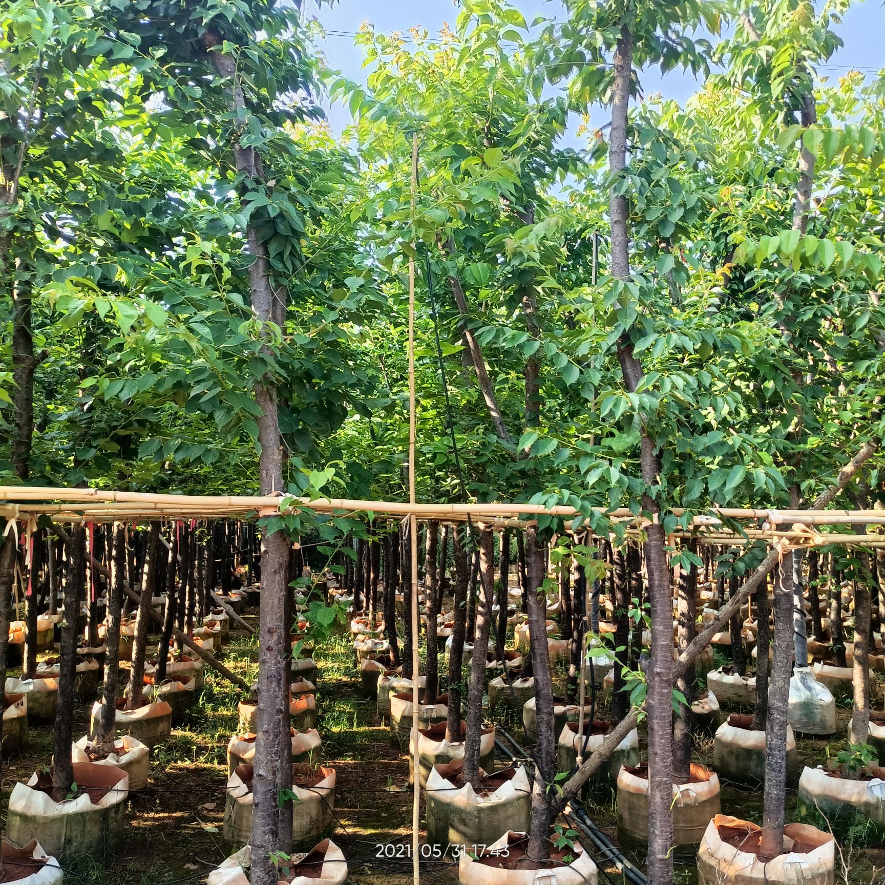 樱花  云南樱花   2到12公分