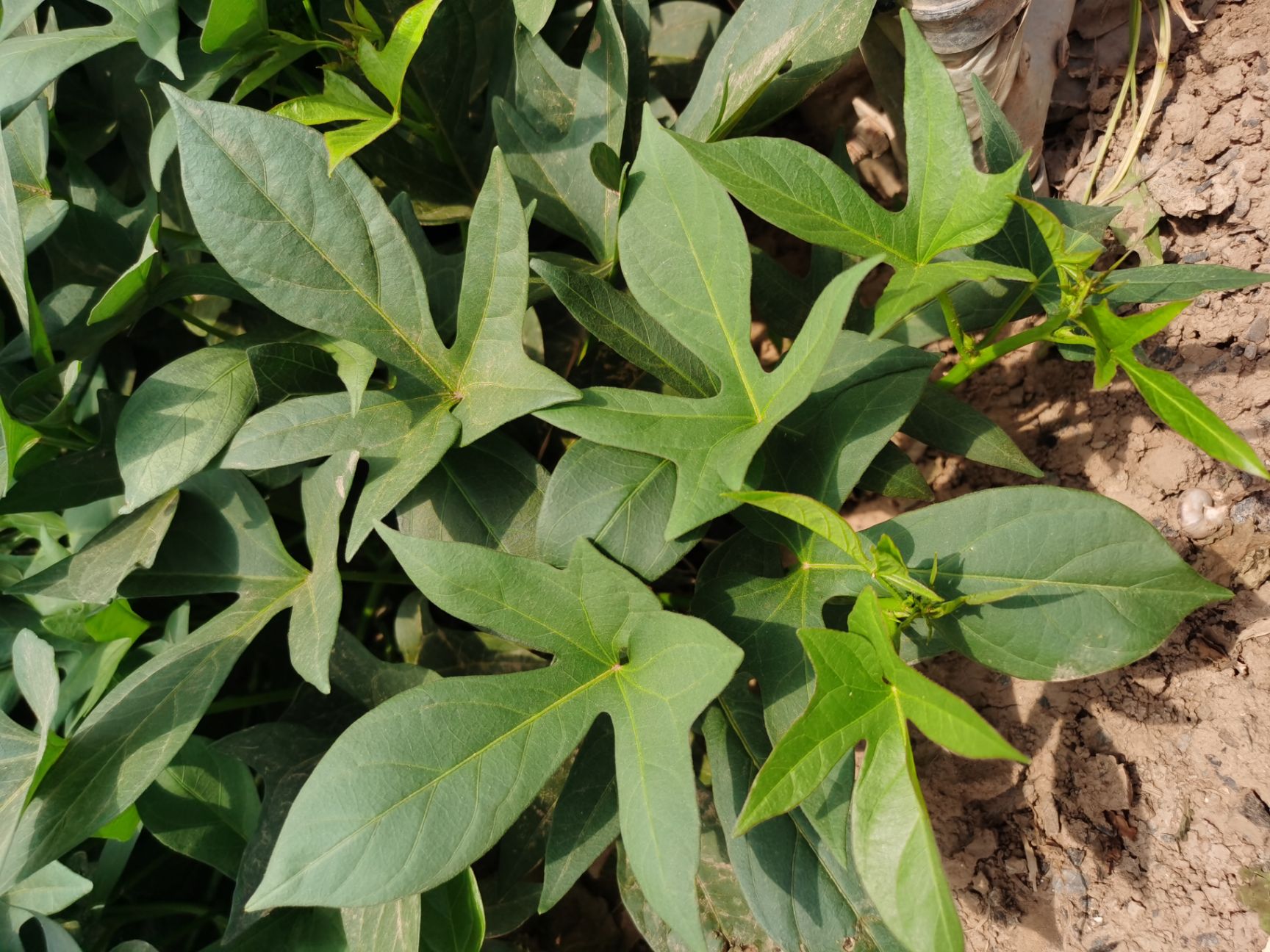 紫薯苗 紫薯大田苗 紫薯种  脱毒紫薯苗 软糯香甜