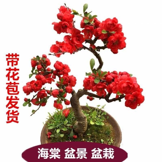长寿冠海棠原盆原土发货，可一物一拍，精品包邮