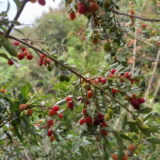 灵山县杨梅树 