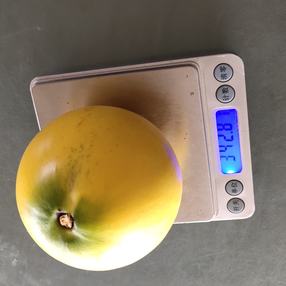 黄晶果嫁接苗 冬蜜黄宝石四季奶香 8号丰产王 黄晶六号