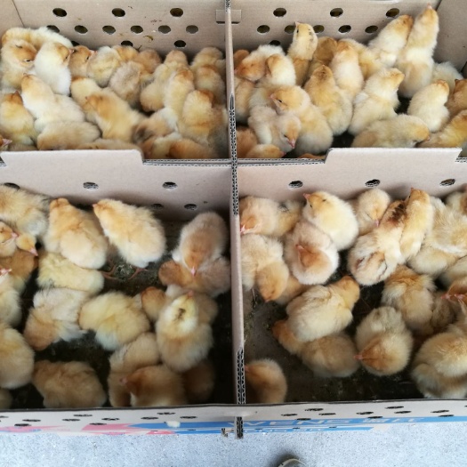 广州三黄鸡苗  三黄鸡 土三母鸡苗 品种正宗 包打疫苗
