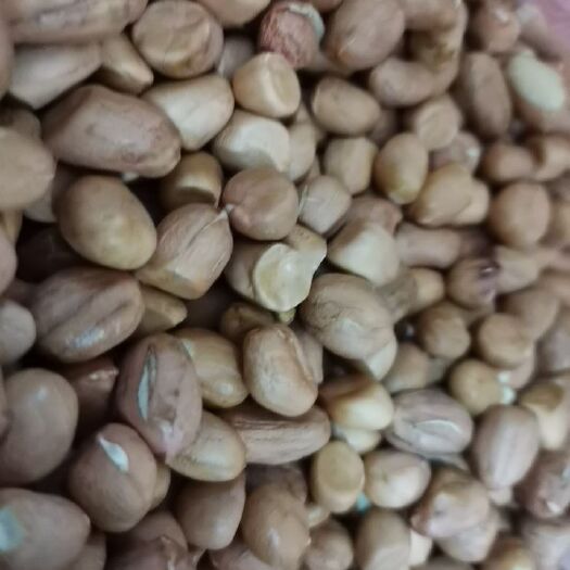 昌图县鲁花系列 东北花生第一镇 付家镇  308花生米