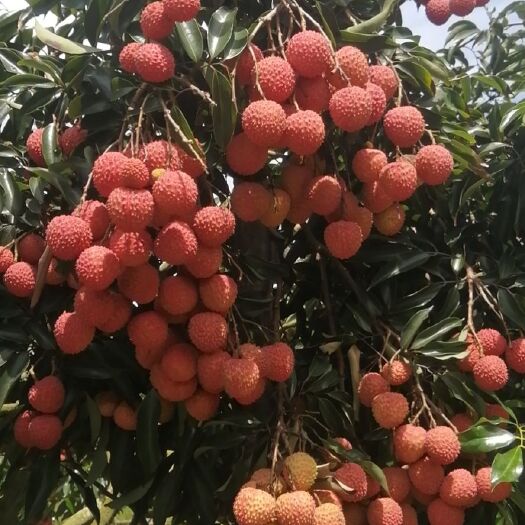  广东荔枝