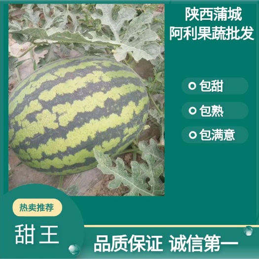 蒲城县蒲城甜王西瓜大量上市