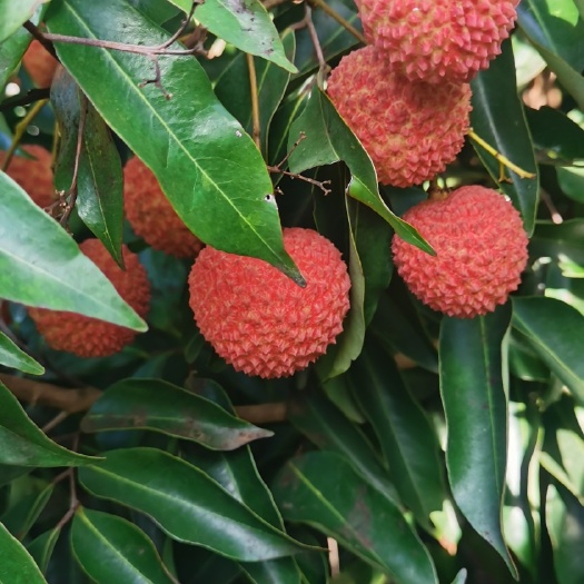 遂溪县 桂味荔枝
