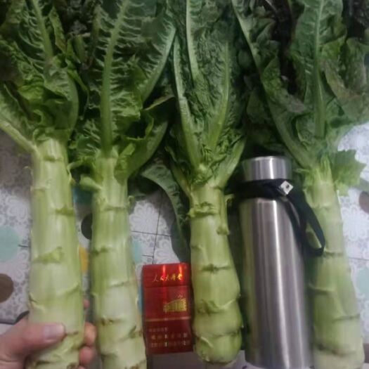 定西红叶莴笋  高原夏菜质量好颜色正诚信第一有需要的可以联系我